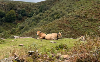Atelier Vinyasa Intermédiaire - Luma
